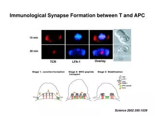 Immunological Synapse Formation between T and APC