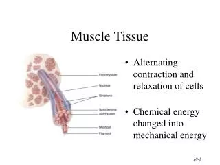 Muscle Tissue