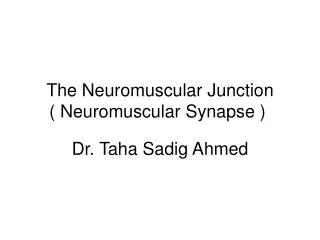 The Neuromuscular Junction ( Neuromuscular Synapse )