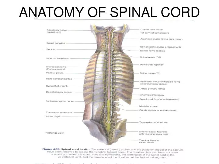 anatomy of spinal cord
