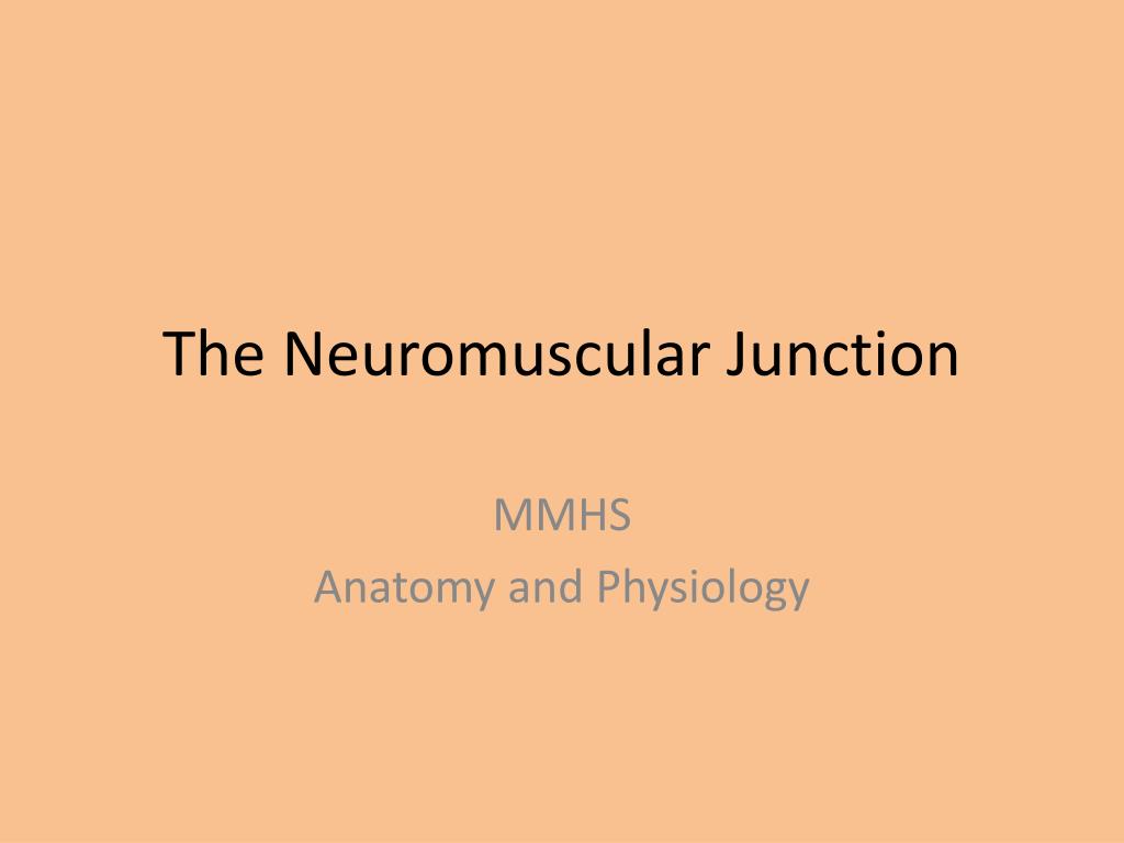 PPT - The Neuromuscular Junction PowerPoint Presentation, free download ...