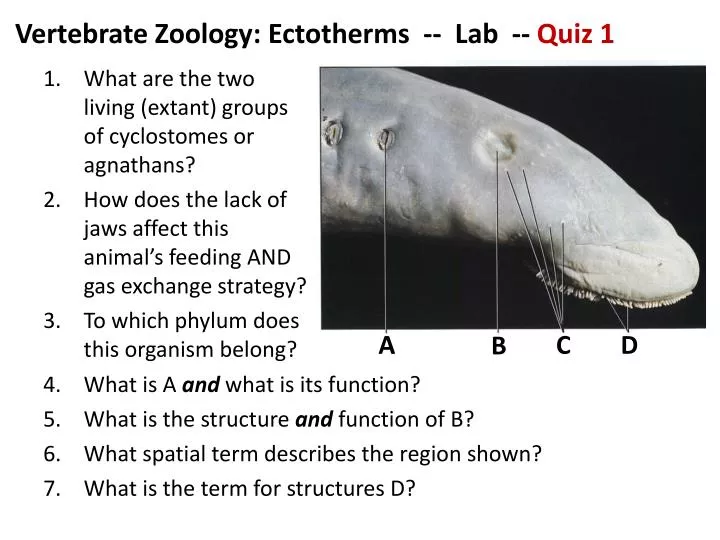 vertebrate zoology ectotherms lab quiz 1