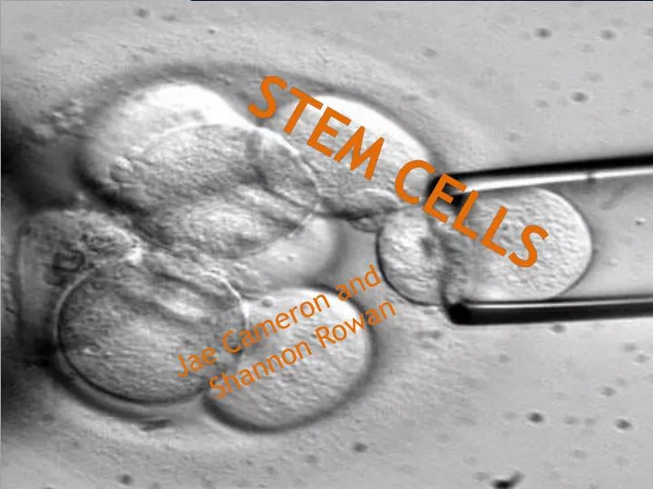 stem cells