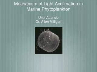 Mechanism of Light Acclimation in Marine Phytoplankton