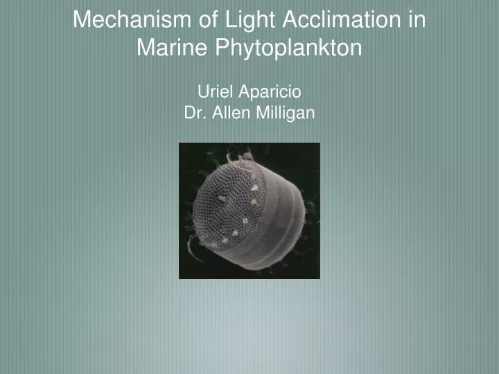 mechanism of light acclimation in marine phytoplankton