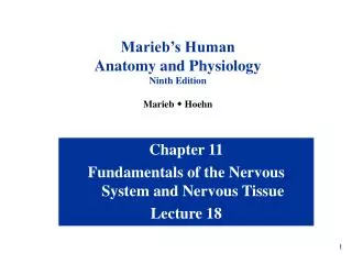 Chapter 11 Fundamentals of the Nervous System and Nervous Tissue Lecture 18