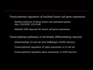 Transcriptional regulation of tracheal fusion cell gene expression
