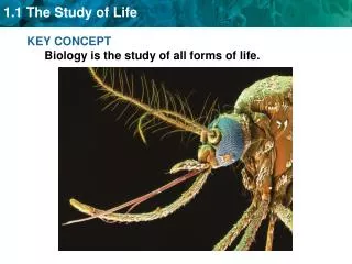 KEY CONCEPT Biology is the study of all forms of life.