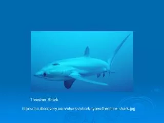 dsc.discovery/sharks/shark-types/thresher-shark.jpg