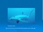 dsc.discovery/sharks/shark-types/thresher-shark.jpg - slide 1