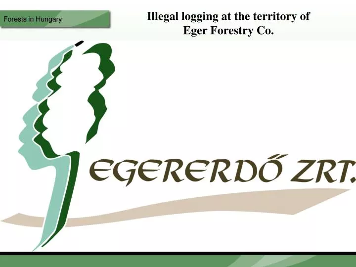 illegal logging at the territory of eger forestry co