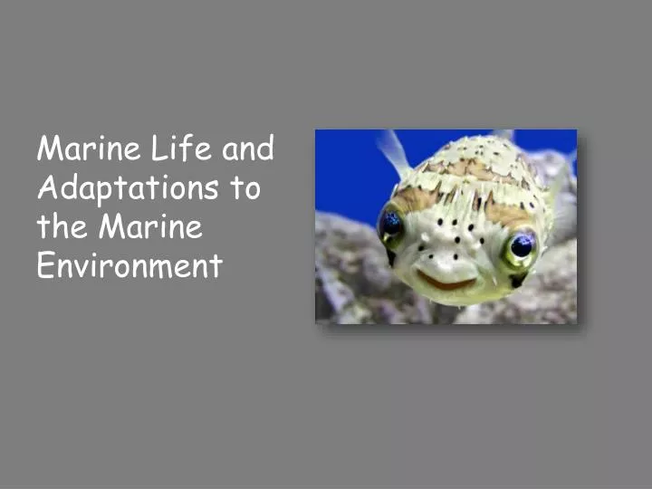 marine life and adaptations to the marine environment