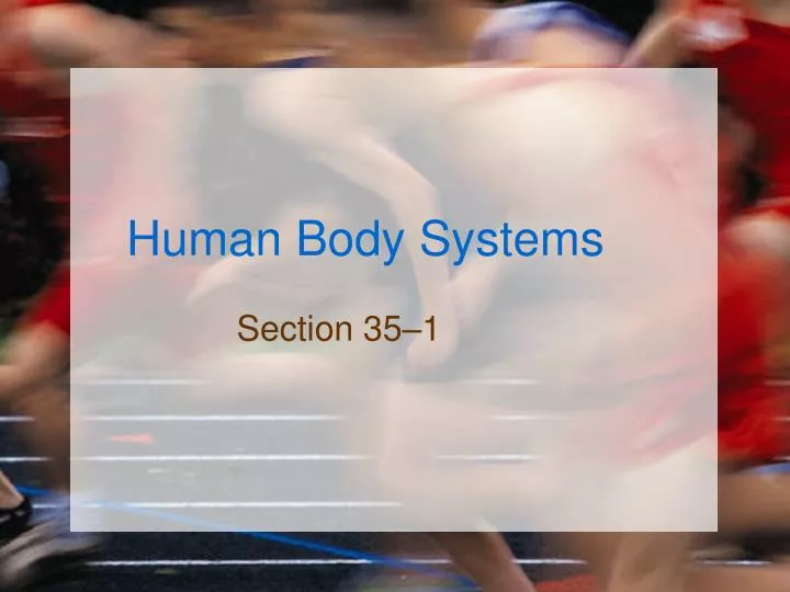 human body systems