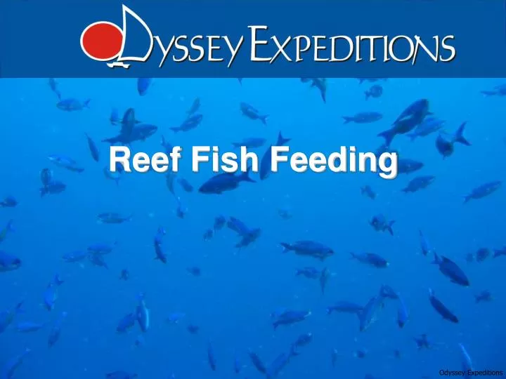 reef fish feeding