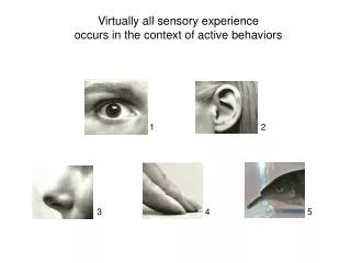 Virtually all sensory experience occurs in the context of active behaviors