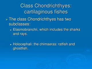Class Chondrichthyes: cartilaginous fishes