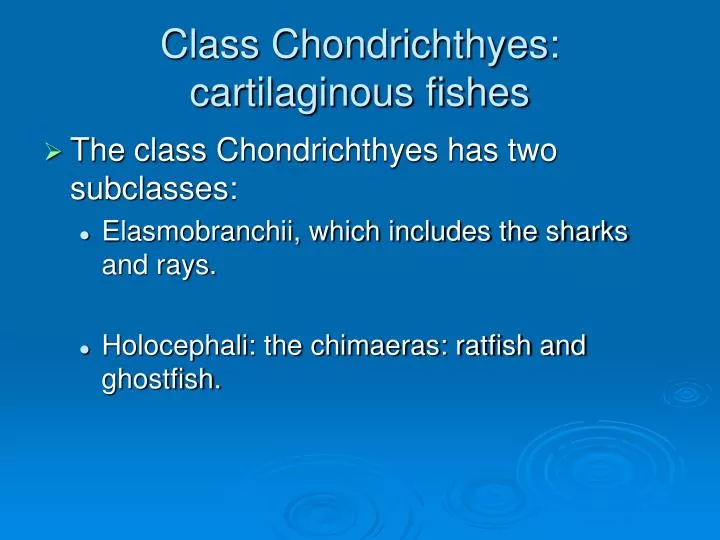 class chondrichthyes cartilaginous fishes