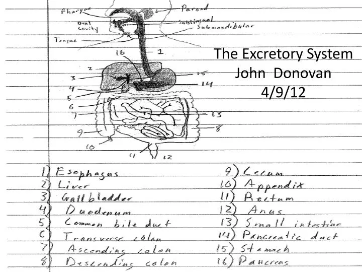 the excretory system john donovan 4 9 12