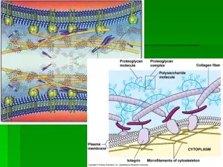 Animal Cell Connections