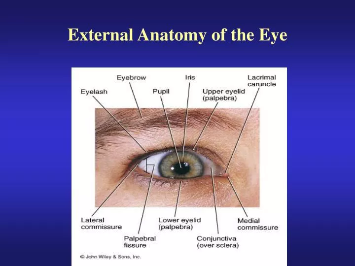 external eye anatomy