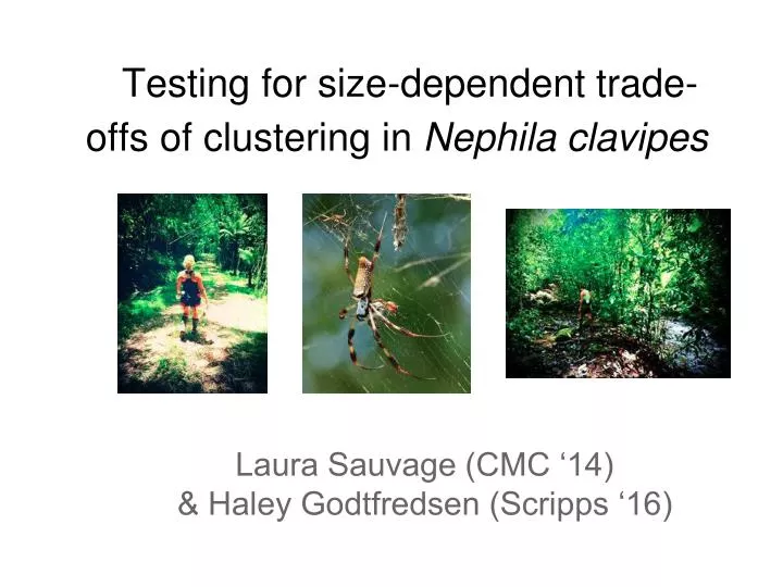 testing for size dependent trade offs of clustering in nephila clavipes