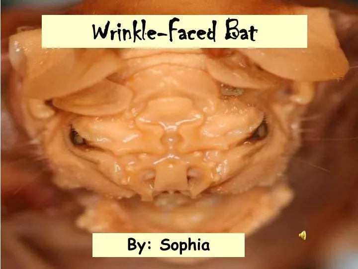 wrinkle faced bat