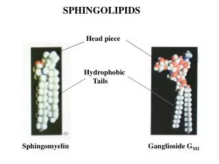 SPHINGOLIPIDS