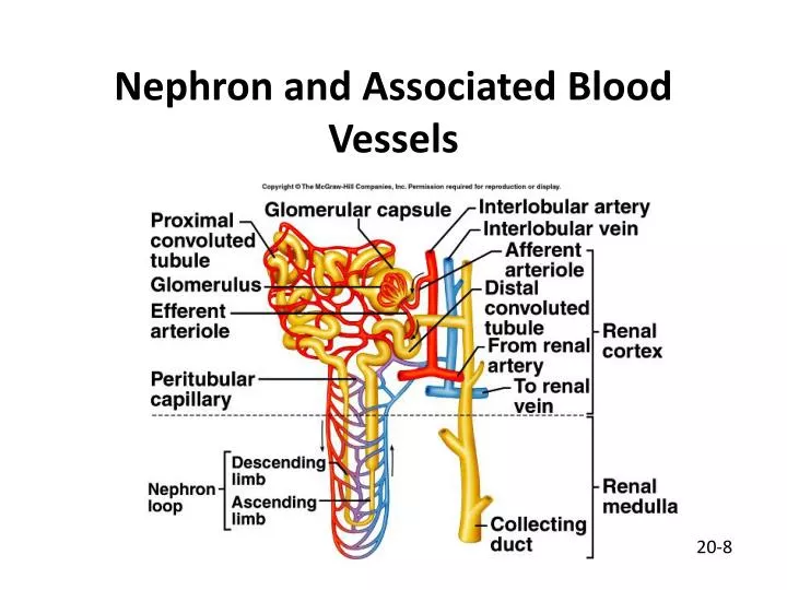 nephron and associated blood vessels