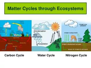 matter cycles through ecosystems