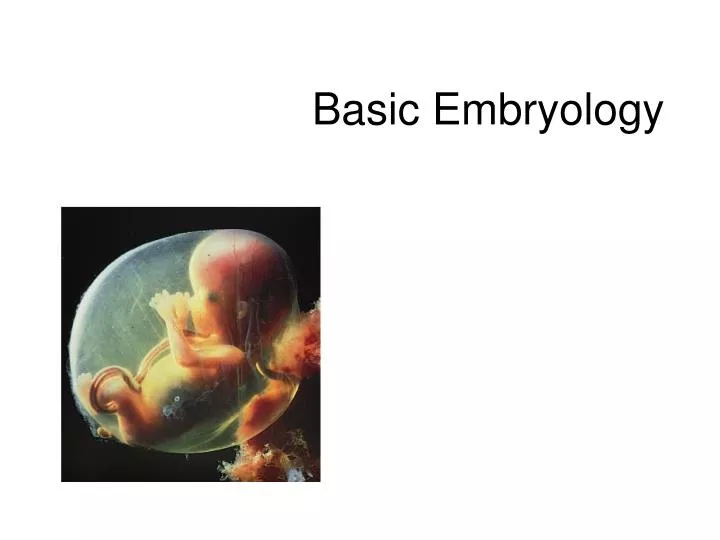 basic embryology