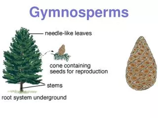 Gymnosperms