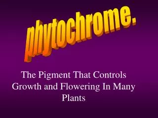 the pigment that controls growth and flowering in many plants