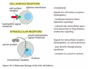 OVERVIEW: Signals for cell surface receptors (hydrophilic):