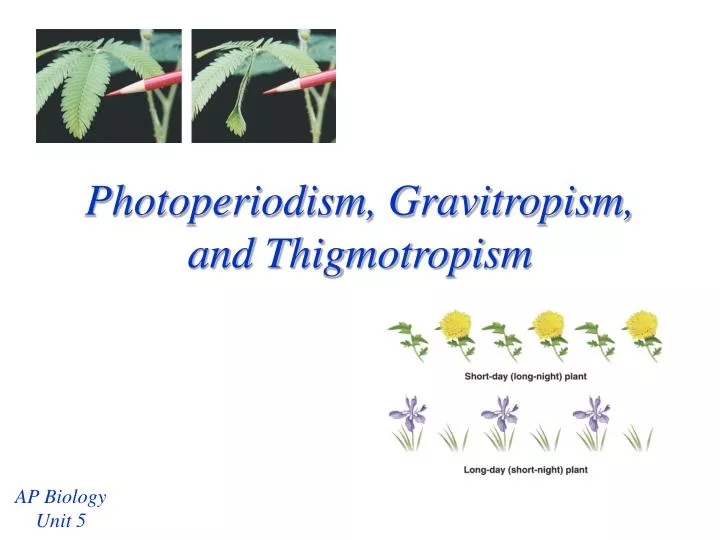 photoperiodism gravitropism and thigmotropism