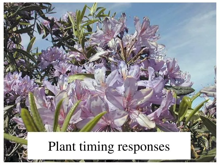 plant timing responses
