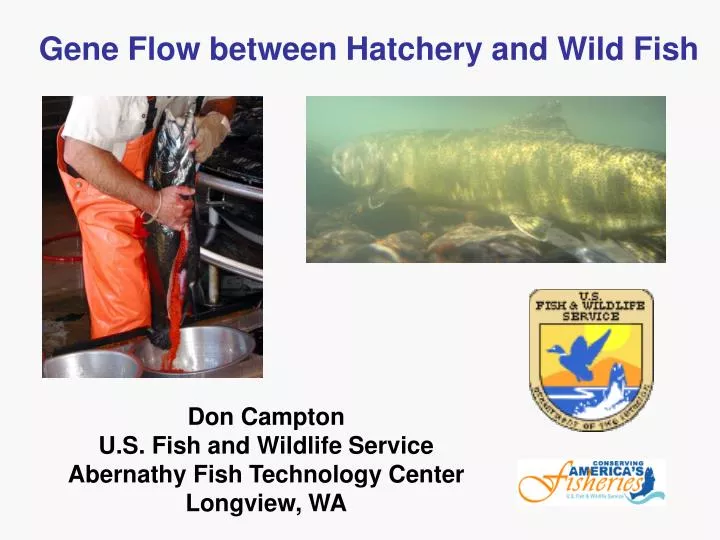 gene flow between hatchery and wild fish