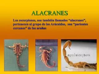 alacranes