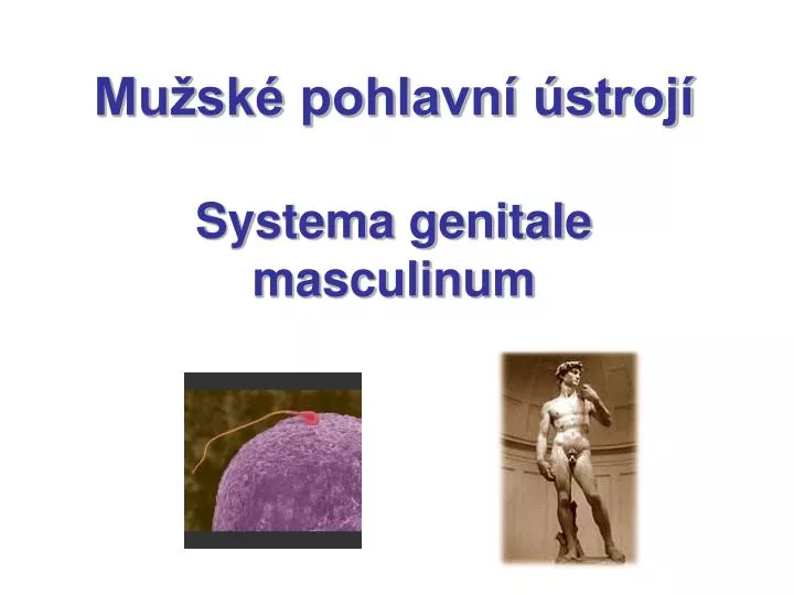 mu sk pohlavn stroj systema genitale masculinum
