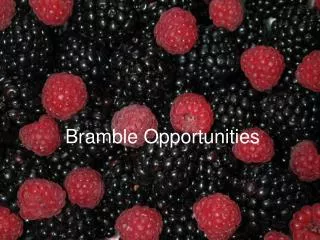 Bramble Opportunities