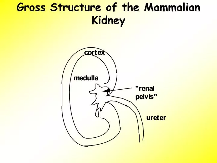 gross structure of the mammalian kidney