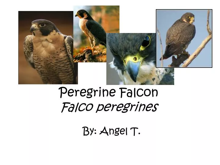 peregrine falcon falco peregrines