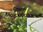 Отдел - slide 1
