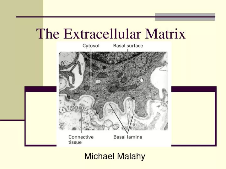 the extracellular matrix