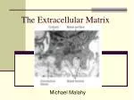 The Extracellular Matrix - slide 1
