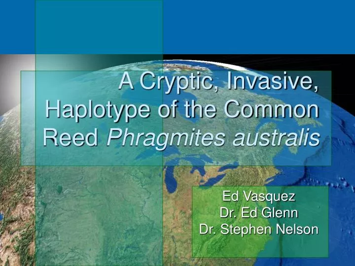 a cryptic invasive haplotype of the common reed phragmites australis
