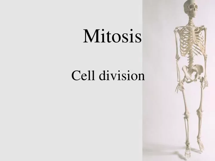 mitosis