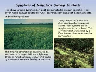 Symptoms of Nematode Damage to Plants