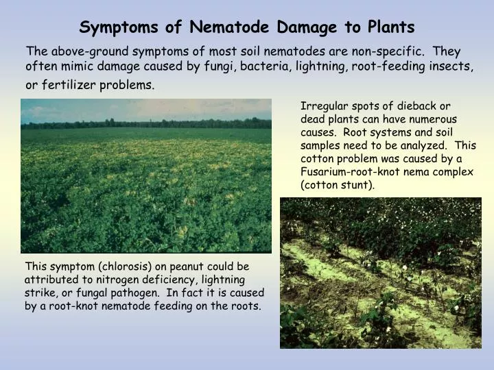 symptoms of nematode damage to plants