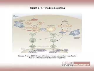 Figure 2 RLR?mediated signaling