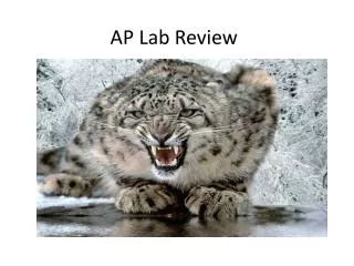 AP Lab Review